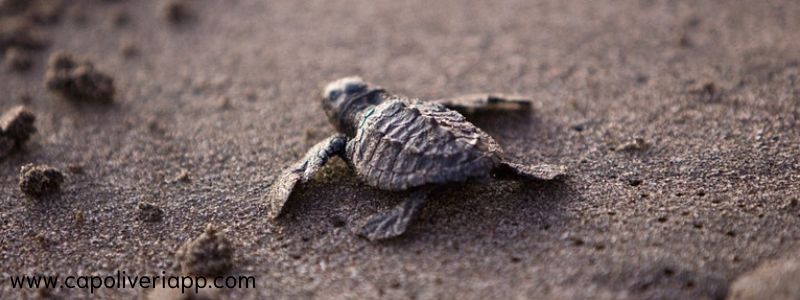 tartaruga spiaggia capoliveri